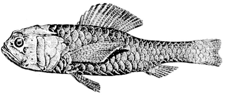 Melamphaes typhlops_01.jpg